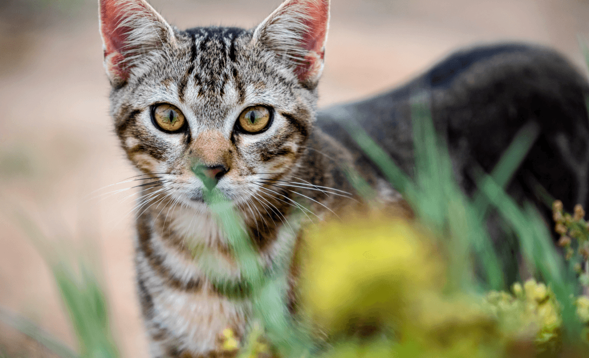 Feral cats are wiping out endangered marsupials