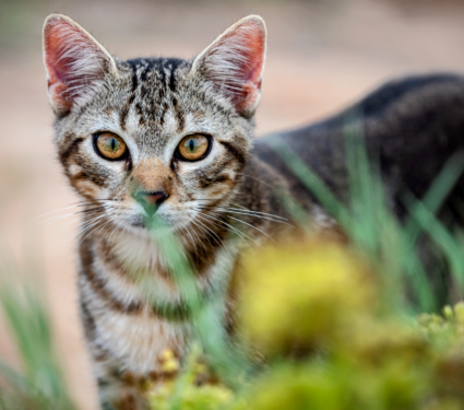 2022/06/Feral-cat.png