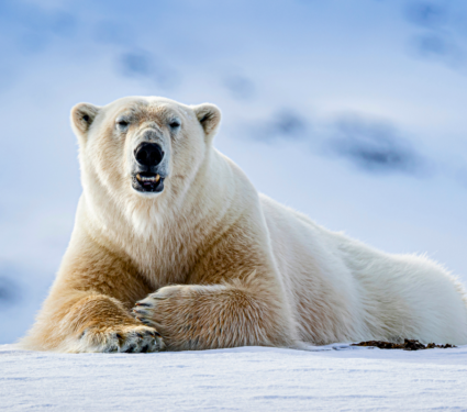 2022/06/Polar-bears.png