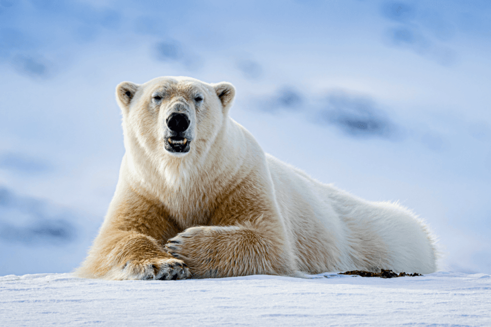 Distinct population of polar bears found in Greenland