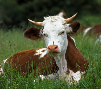 2022/06/Cattle.png
