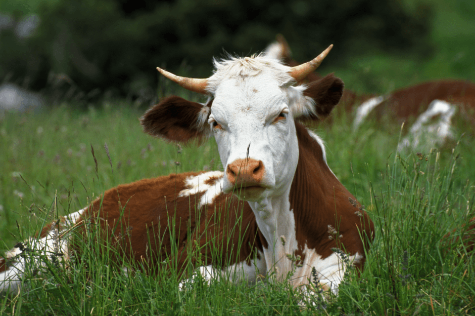 Massive heatwave killed over 2,000 cattle in Kansas