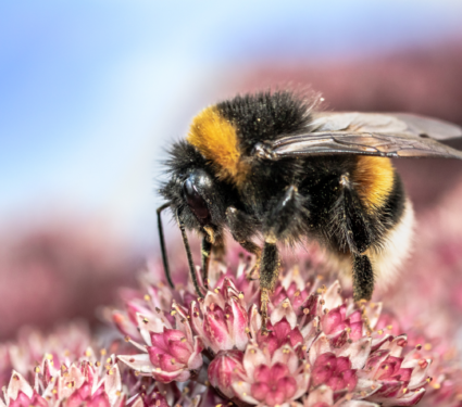 2022/06/Bumble-bee.png