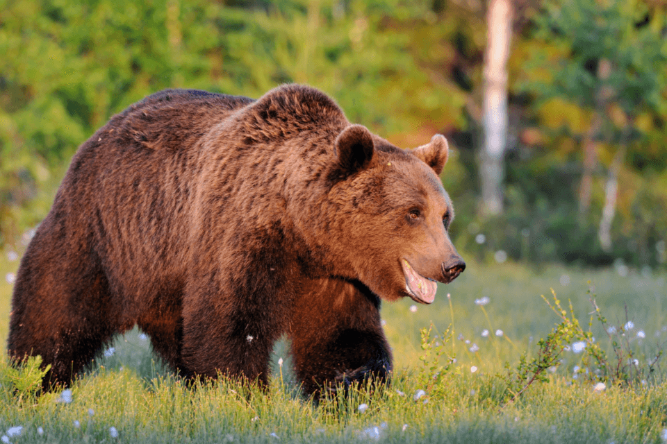 DNA confirms ancient hybridization of polar bears and brown bears