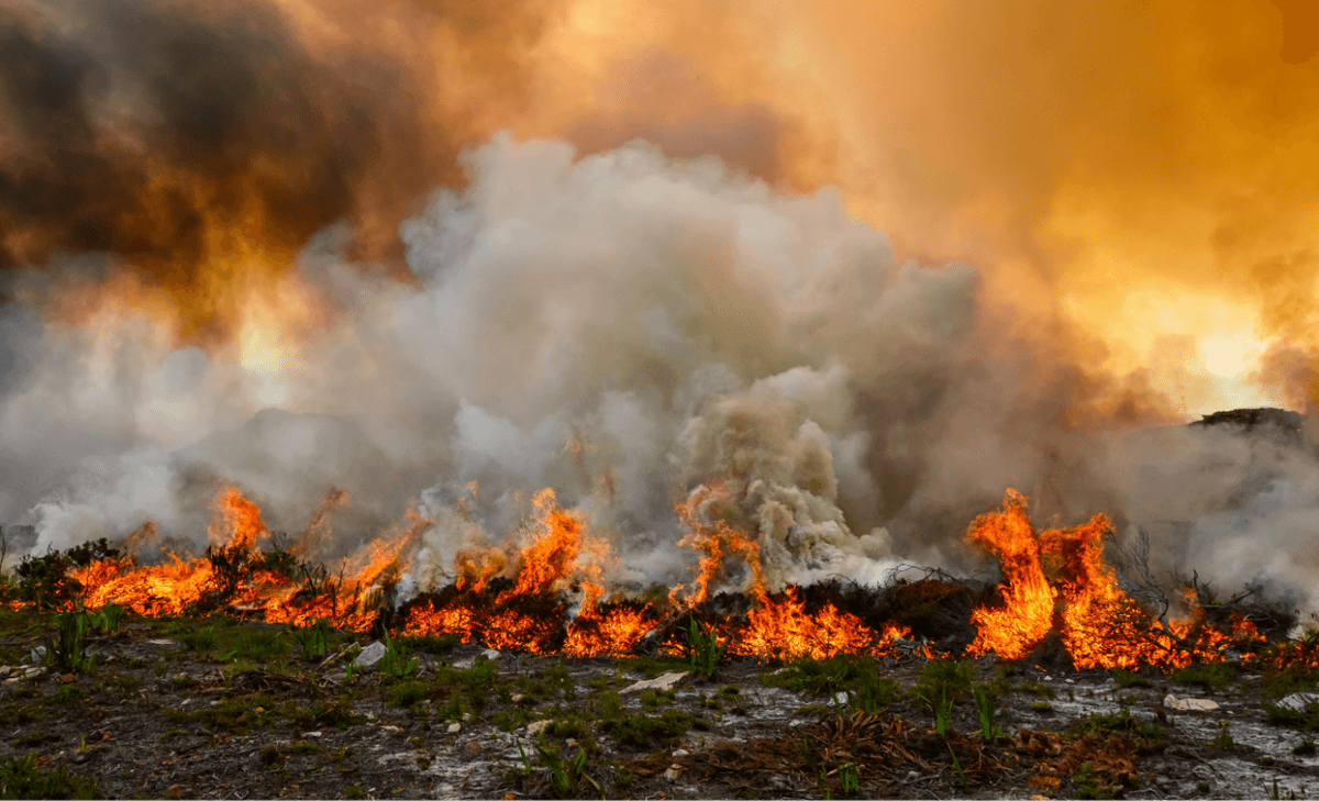 Earliest record of wildfire pushed back by ten million years