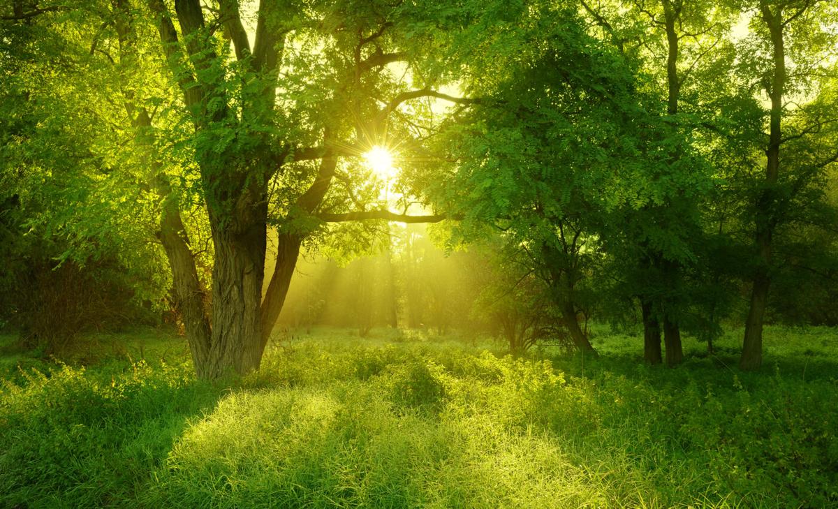 Leaving trees standing could reduce climate consequences