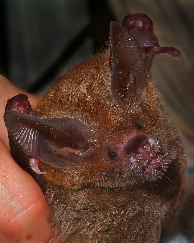 Frog-eating bats have a long-term memory
