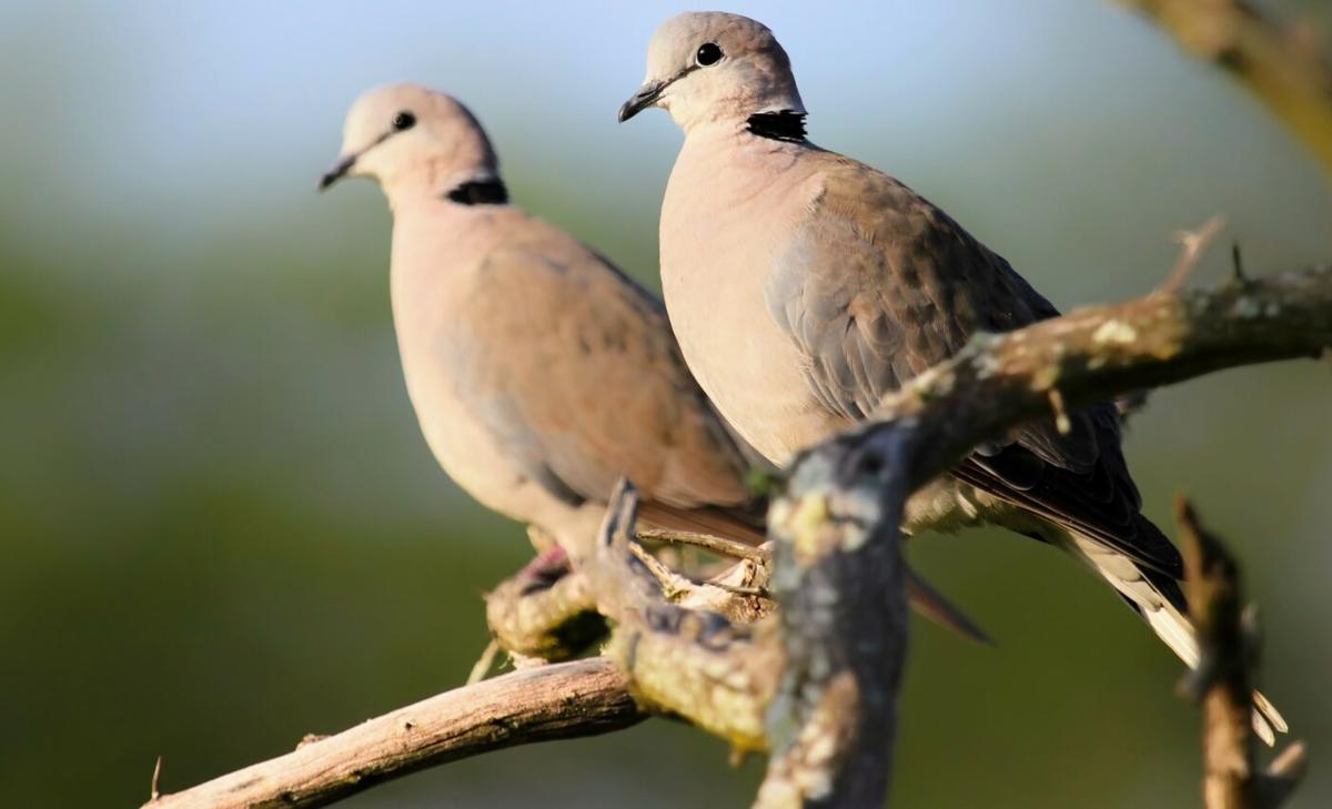 Turtle doves have declined by 98 percent in the UK
