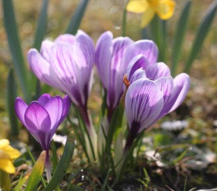 Spring,Growing,Flowers,And,Nature,That,Comes,Alive