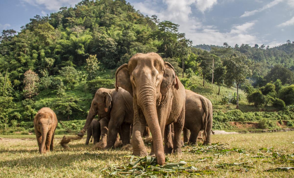 Human-elephant conflicts may increase with climate change
