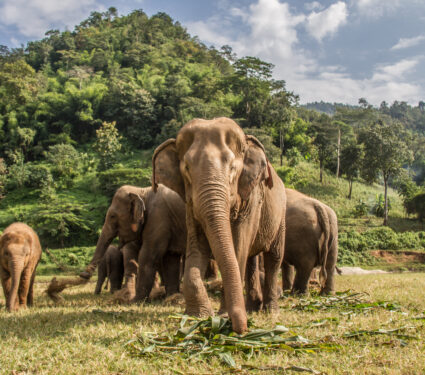 Elephants,In,Chiang,Mai.,Elephant,Nature,Park,,Thailand