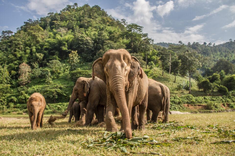 Human-elephant conflicts may increase with climate change