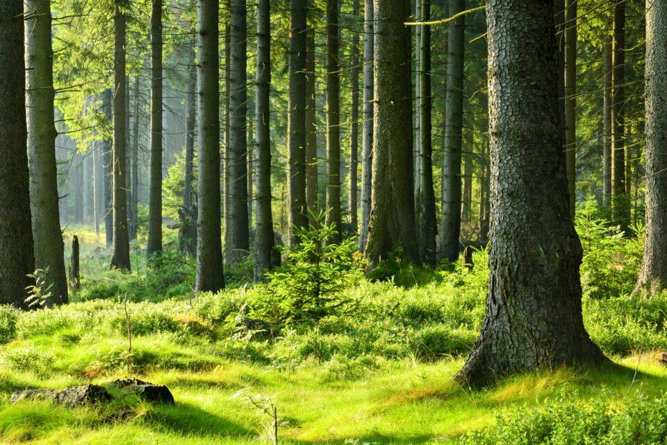 Microscopic fungi help forests fight climate change