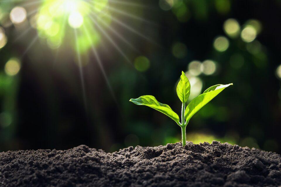 A plant-based test can detect dangerous chemicals