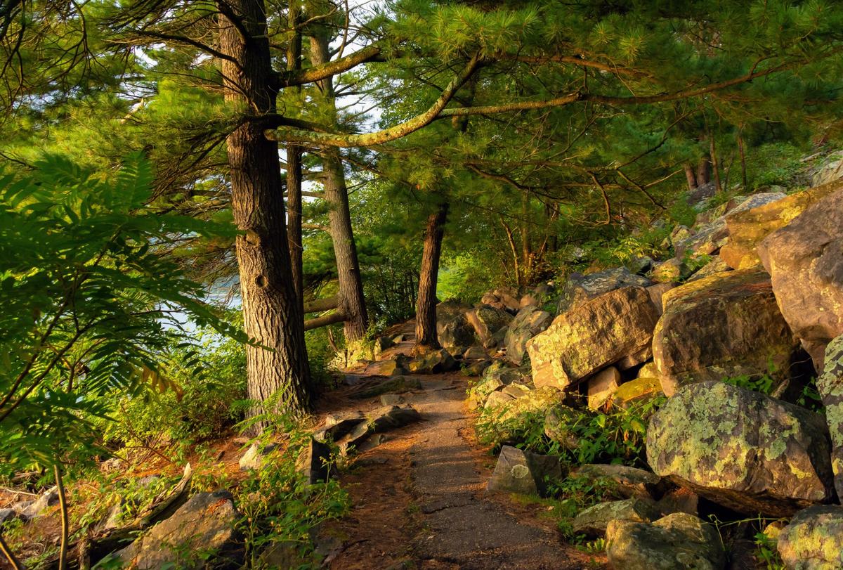 Big trees are crucial in stabilizing climate, new model predicts