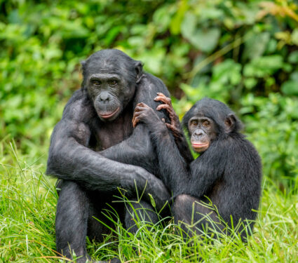 Female,Bonobo,With,A,Baby,Is,Sitting,On,The,Grass.
