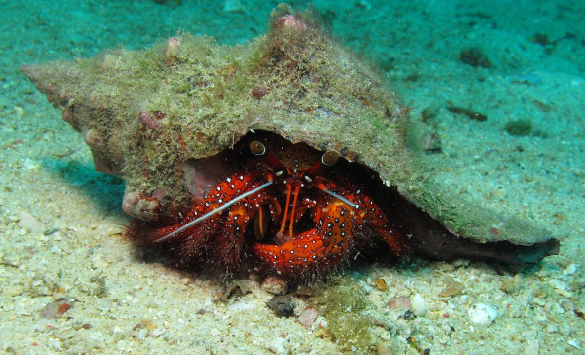 Remarkable symbiotic relationship found in the deep sea