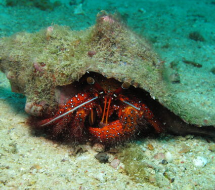 Hermit,Crab,(decapod,Crustaceans)