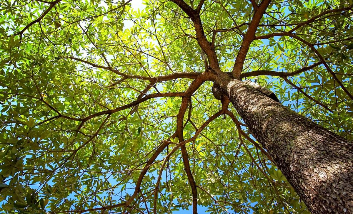 Human activity and poor protection threaten tree diversity worldwide