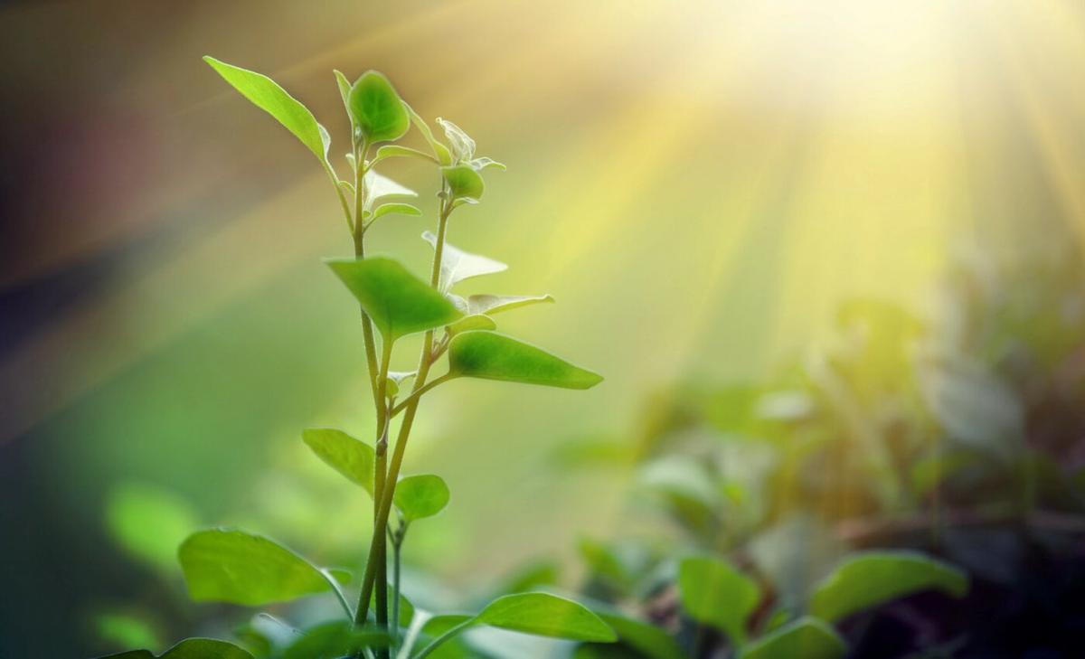 Artificial photosynthesis could help grow food more efficiently