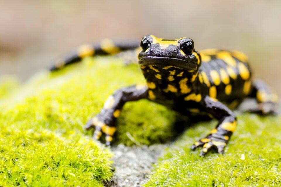 Wild reptiles have long life spans for their size