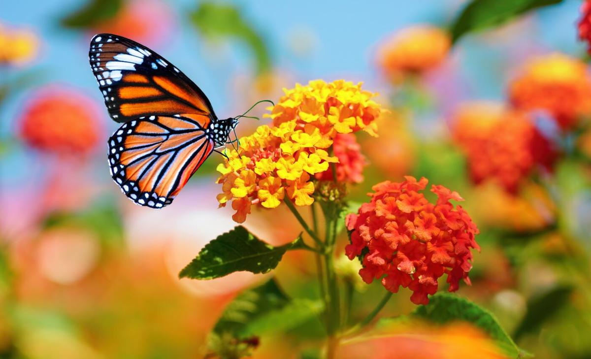 Biodiversity risks will persist long after temperatures peak