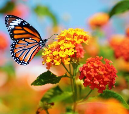 Beautiful,Image,In,Nature,Of,Monarch,Butterfly,On,Lantana,Flower