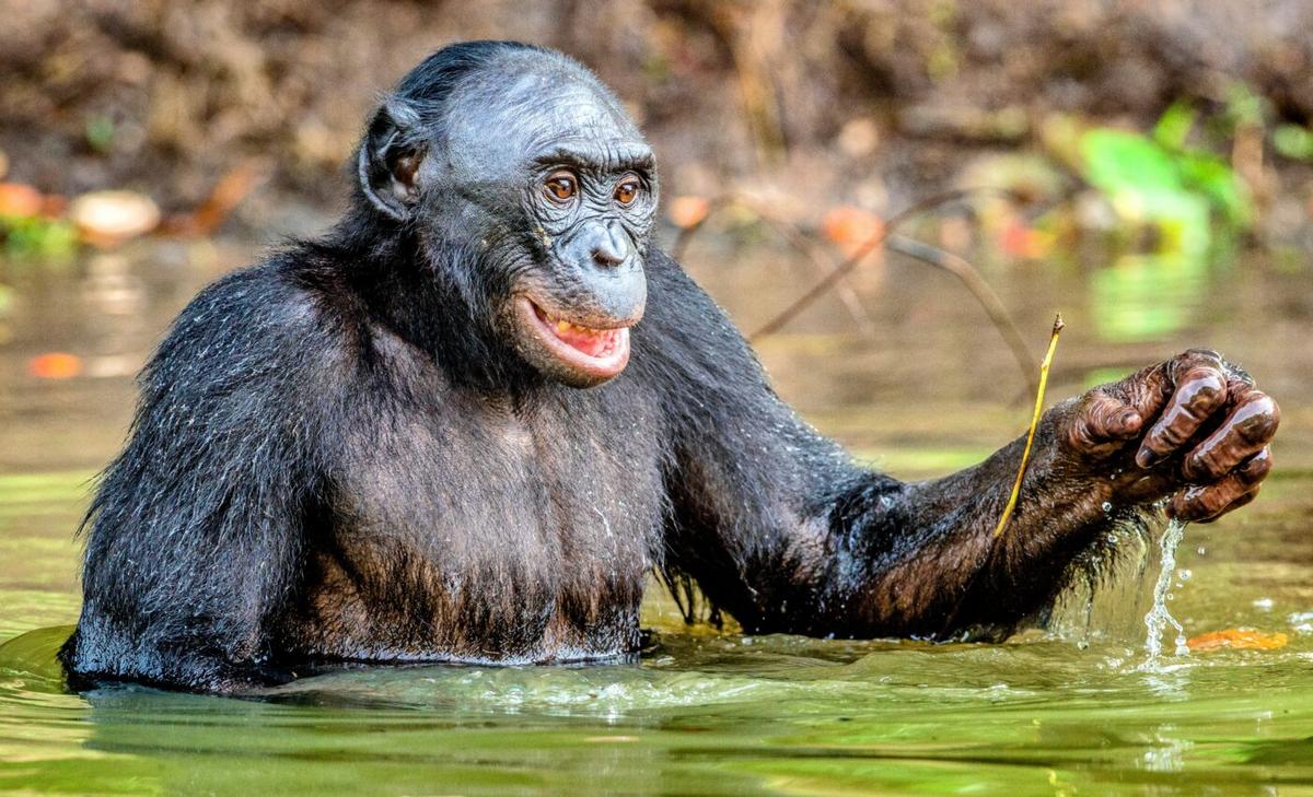 Rainforest chimpanzees dig wells for cleaner water