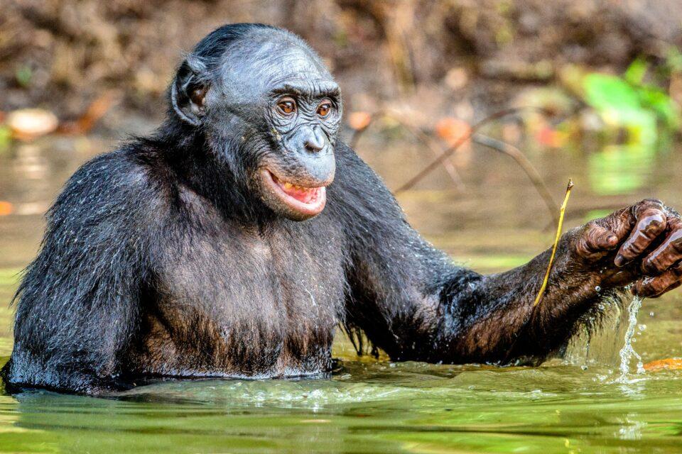 Rainforest chimpanzees dig wells for cleaner water