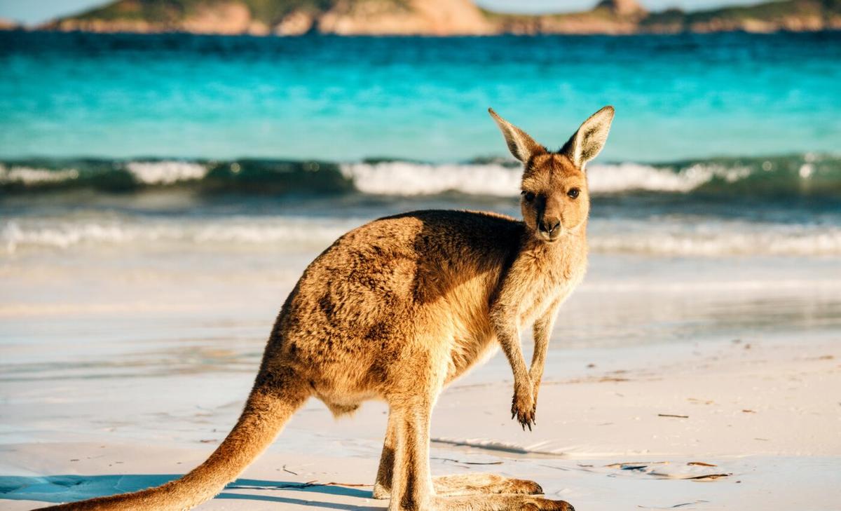 Extinct giant kangaroo discovered in Papua New Guinea