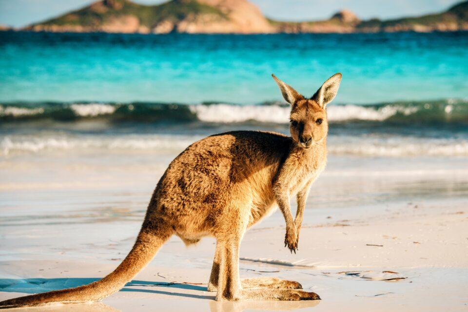 Extinct giant kangaroo discovered in Papua New Guinea