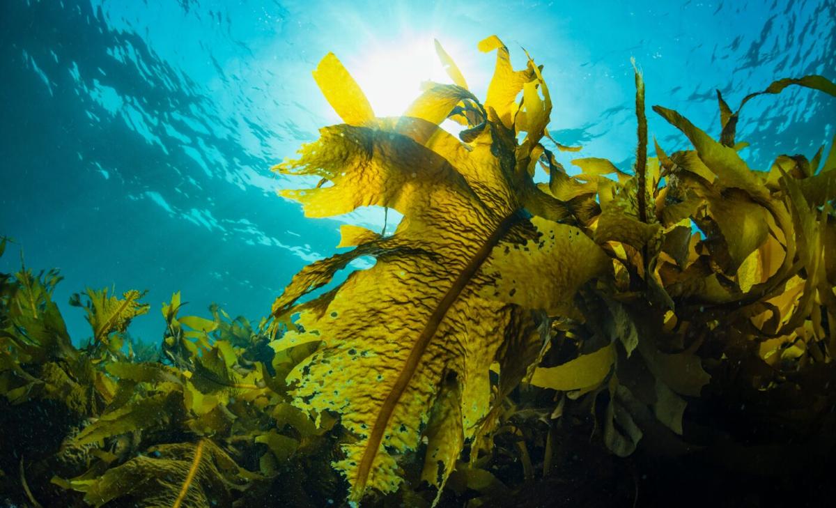 Sea urchin behavior drives destruction of kelp forests