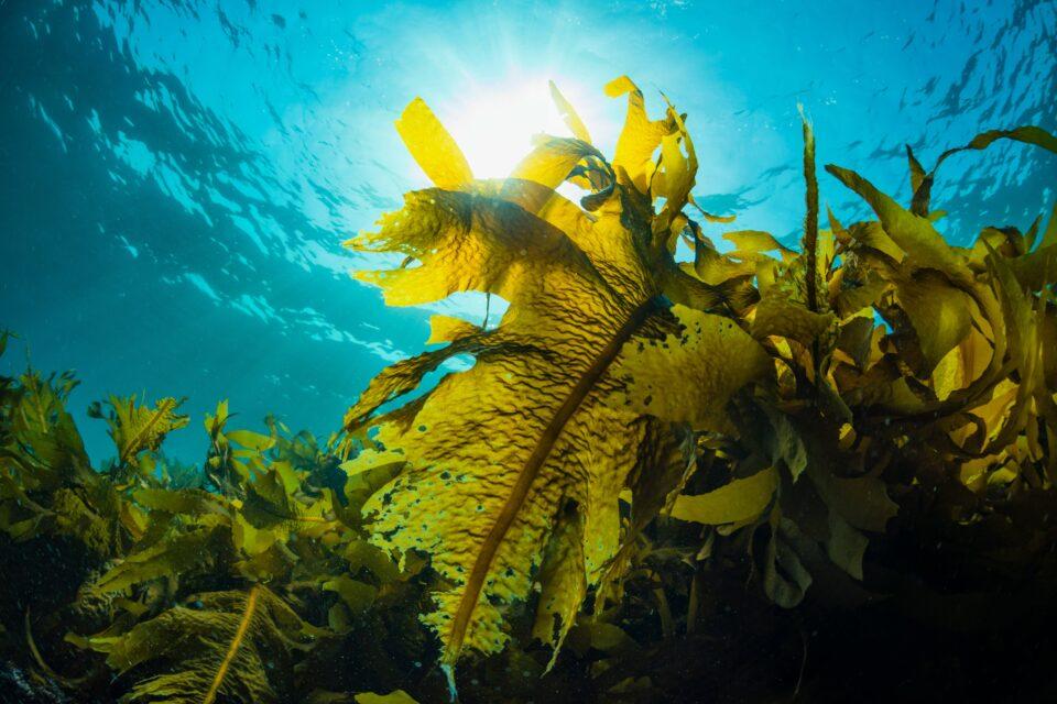 Sea urchin behavior drives destruction of kelp forests