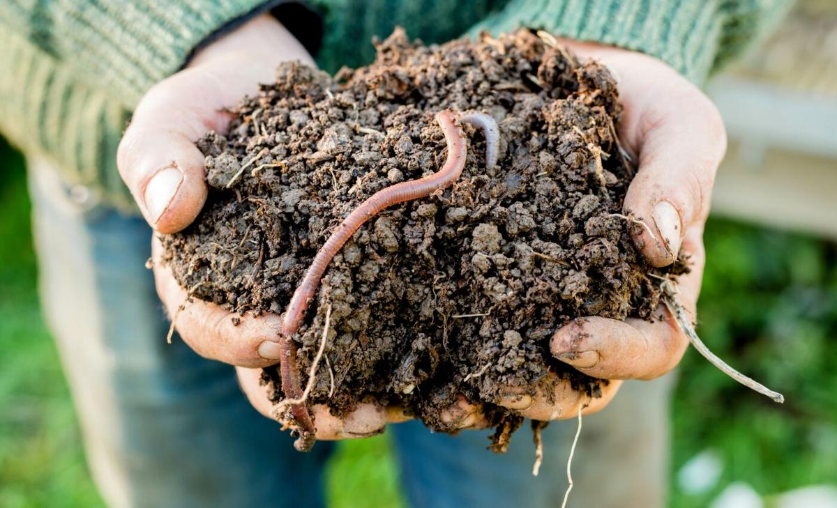 Worms were first to recover after major extinction event