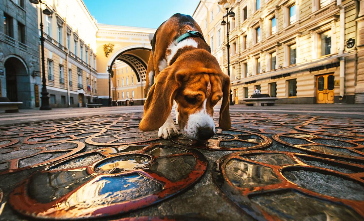 Dogs can reliably detect long Covid cases