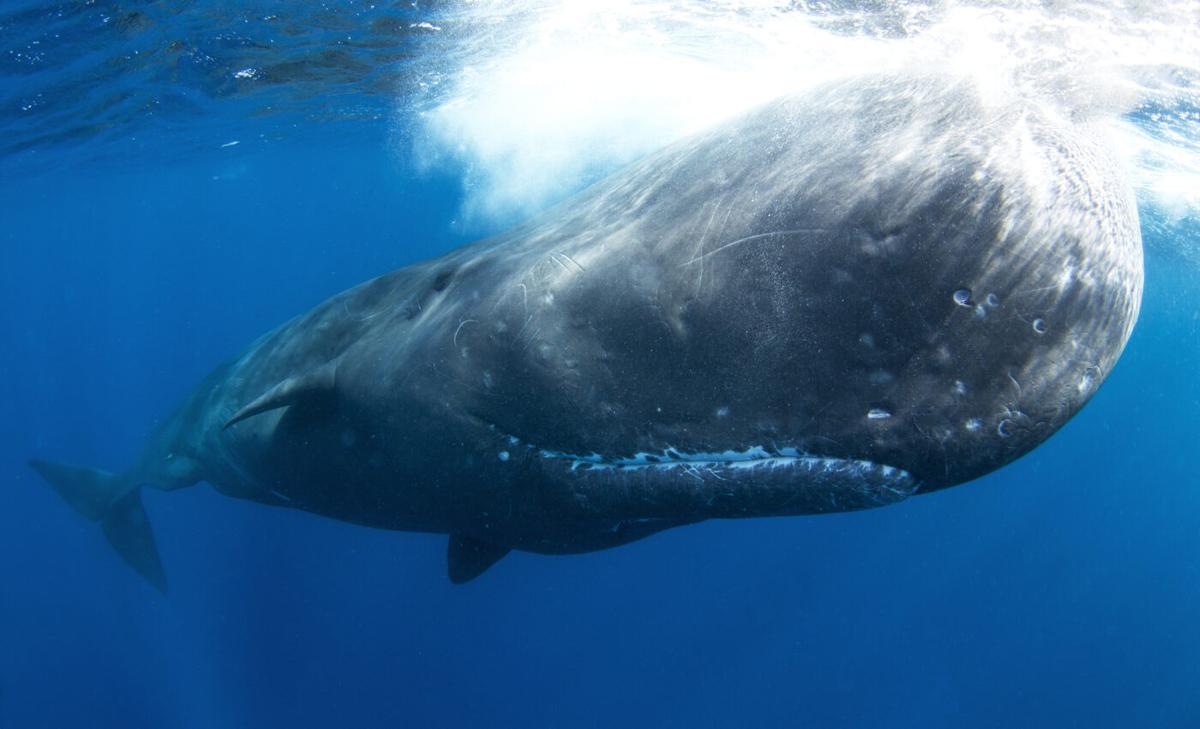 Megalodons feasted on sperm whales' enormous noses