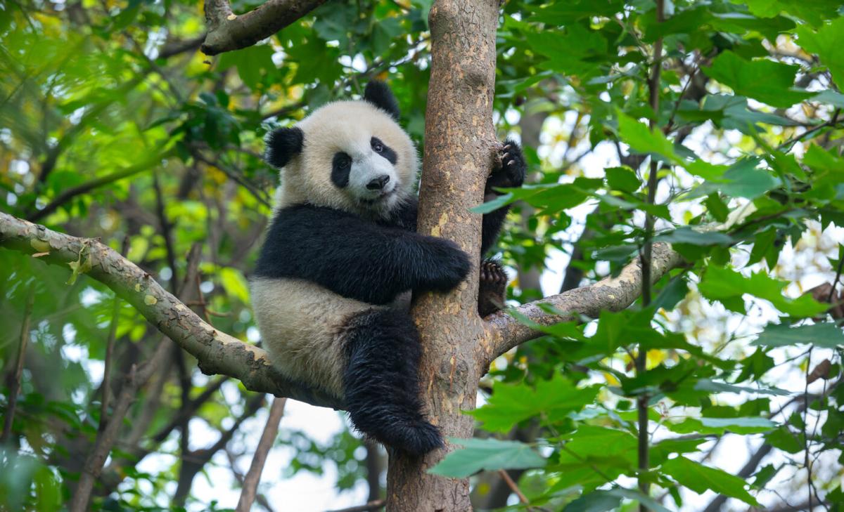Pandas have “fake thumbs” to manipulate bamboo