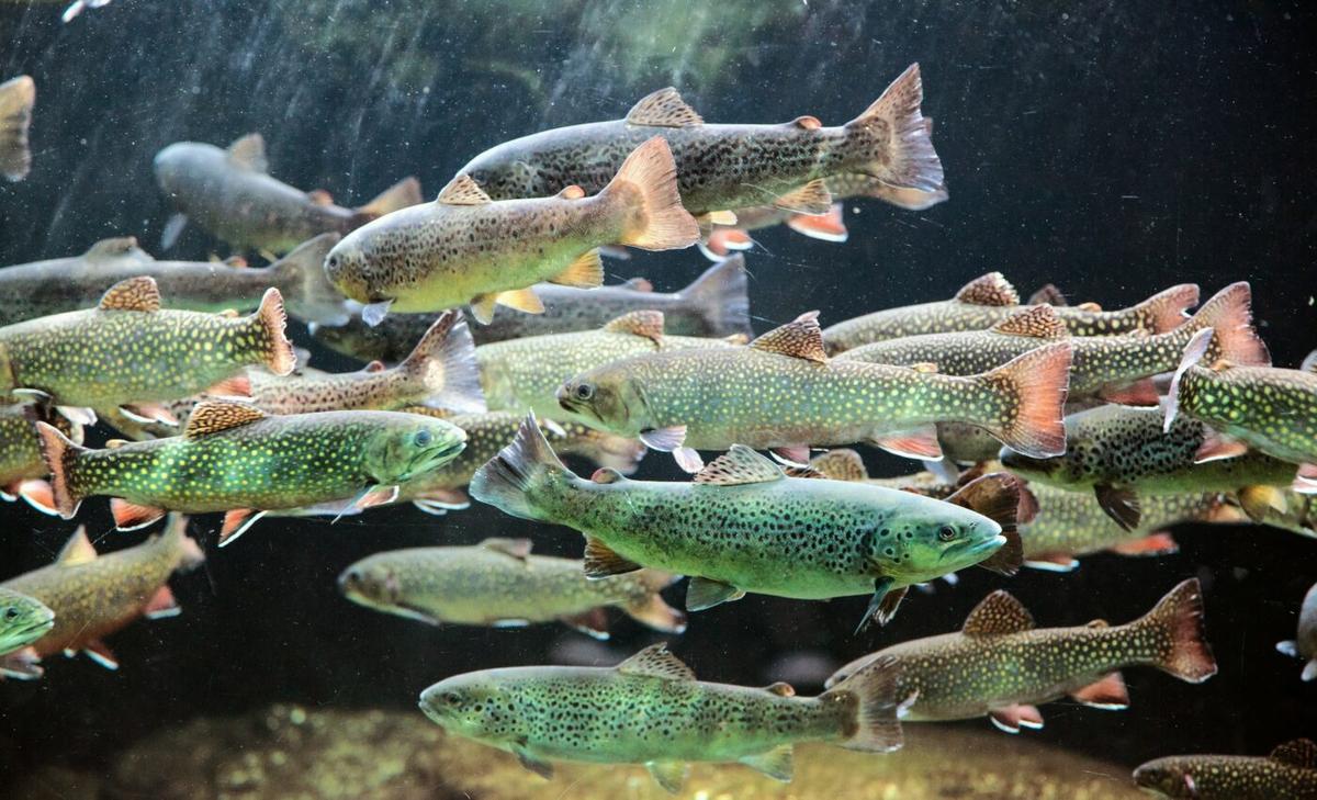 Schooling is a safe but costly bet for salmon