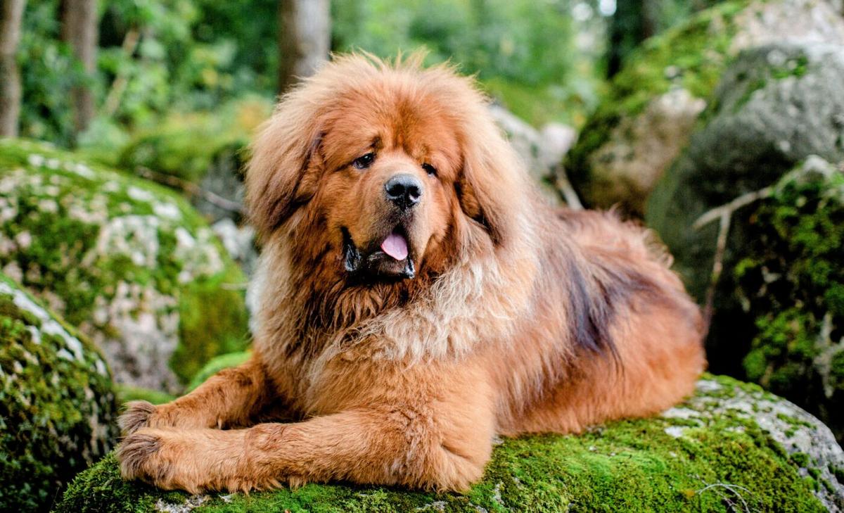 Dog microbiomes around the world are functionally similar
