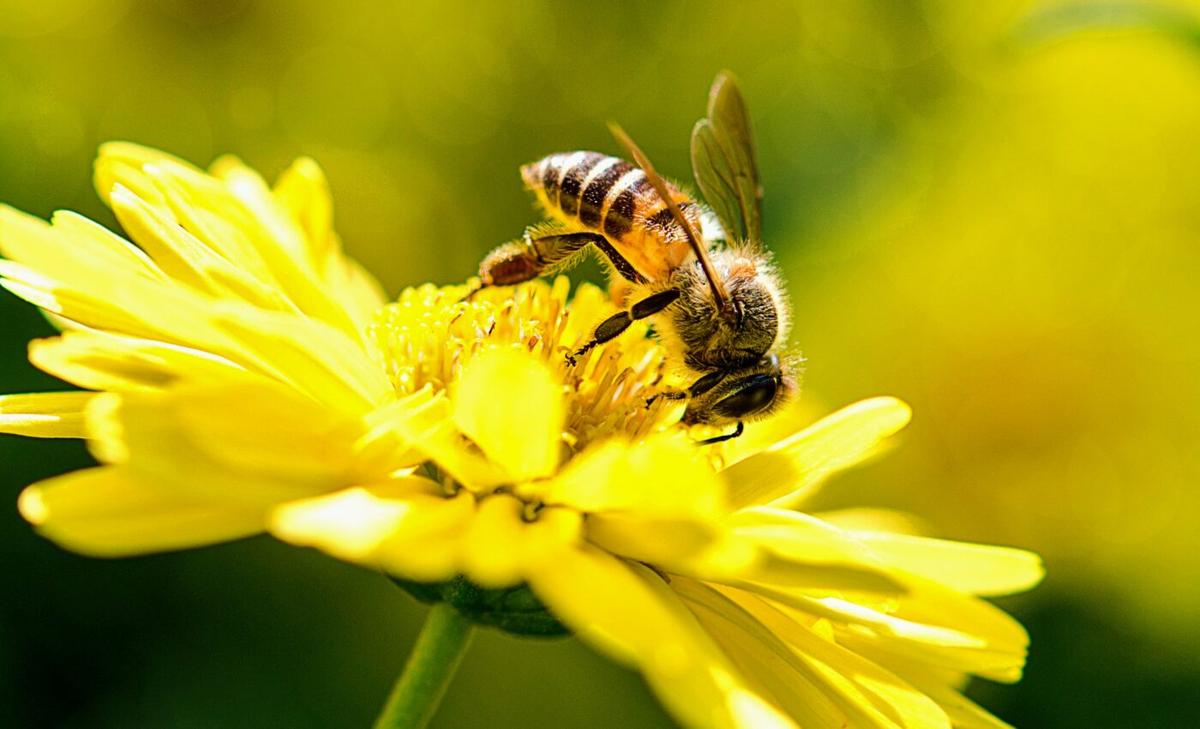 Honey bees are suffering from nutritional stress