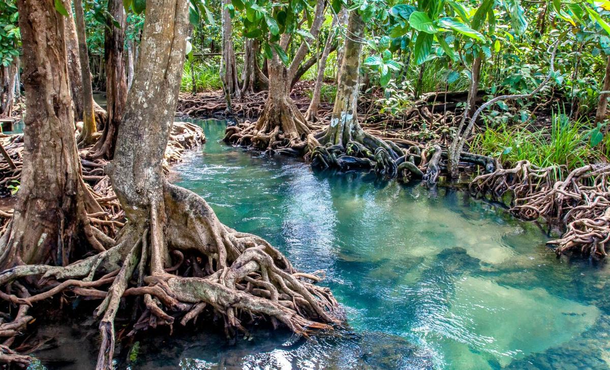 Changes in seawater will affect mangrove distribution