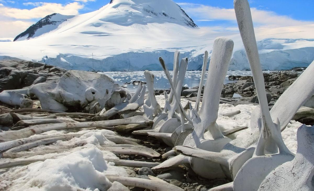 Dinosaurs came to dominate the world in icy landscapes