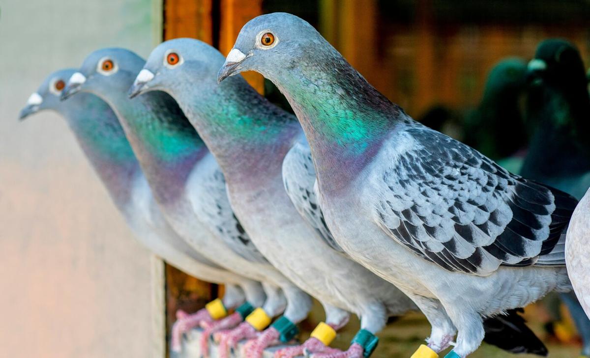Wild ancestors of pigeons found on secluded islands