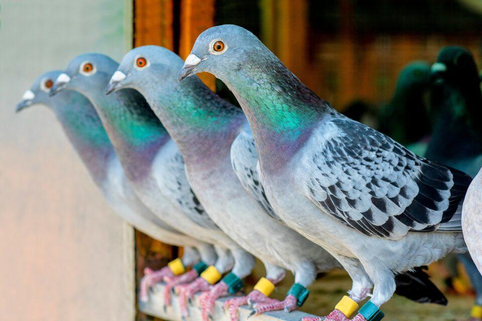 Wild ancestors of pigeons found on secluded islands