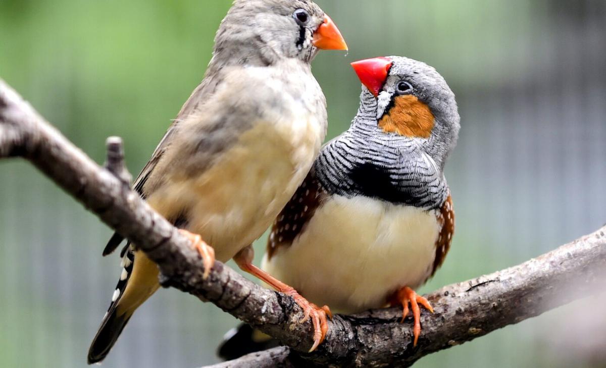 Zebra finches use both calls and vision to coordinate flight