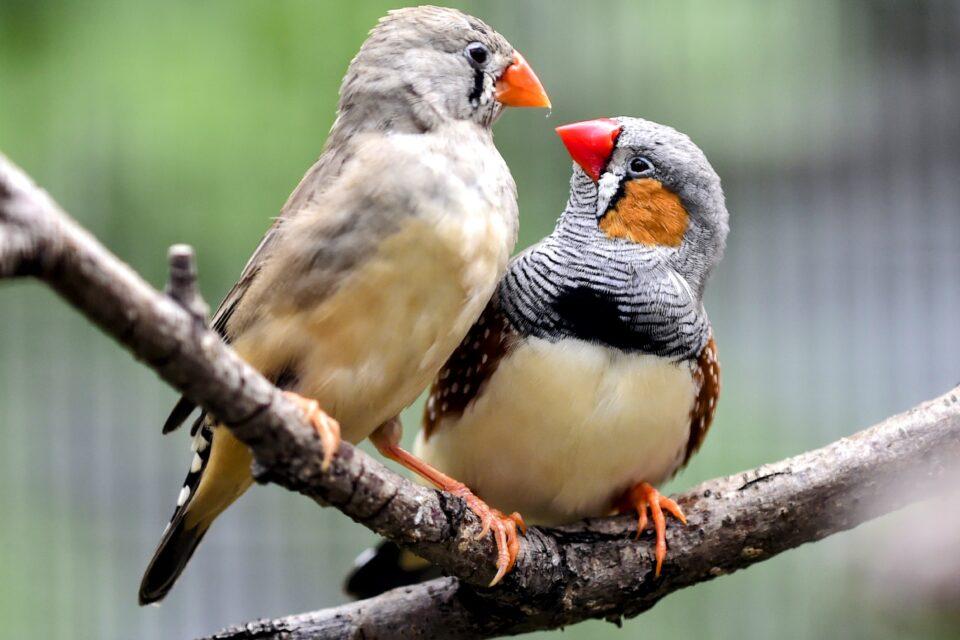 Zebra finches use both calls and vision to coordinate flight