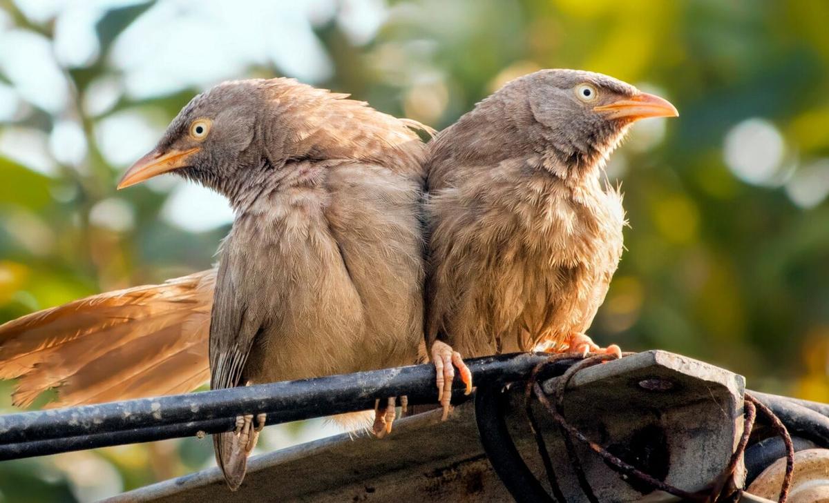 Songbirds warned of food shortages by neighbor birds