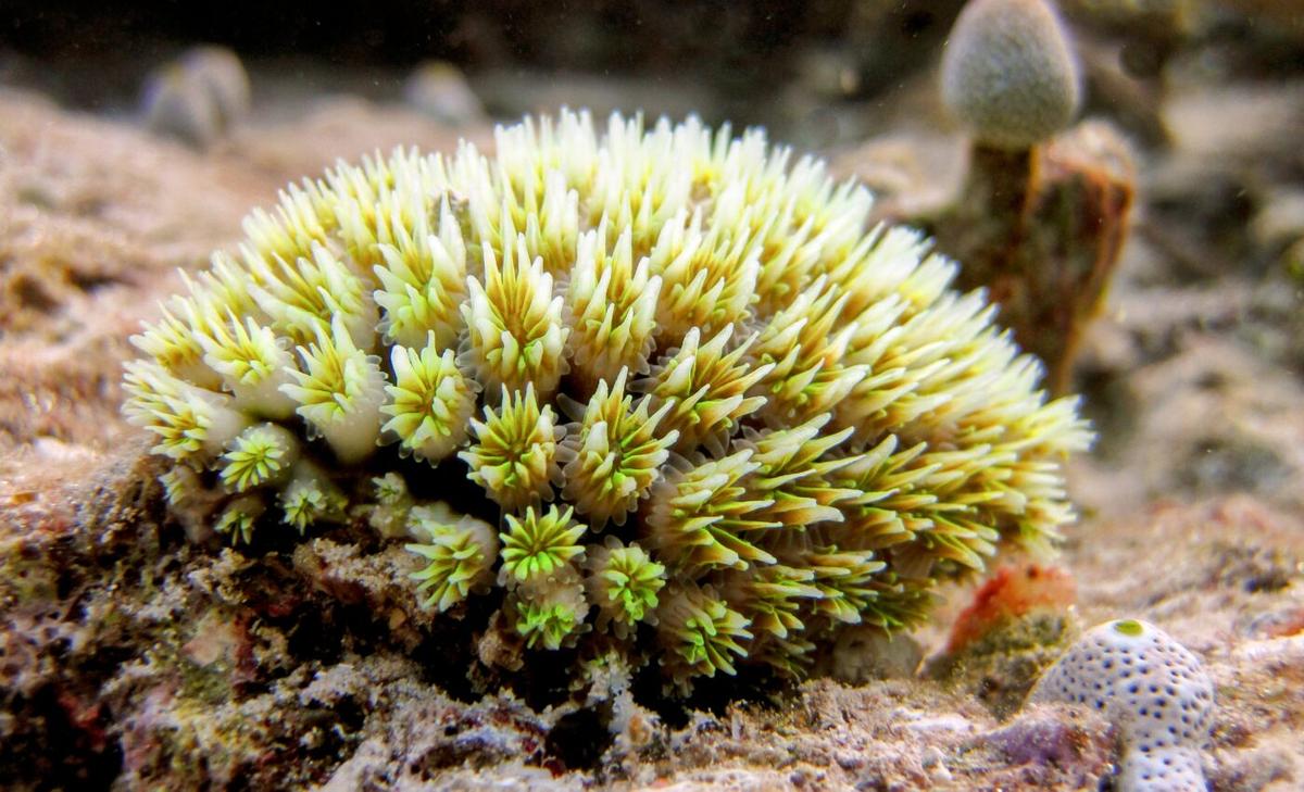 Coral pathogen kills its native competitors