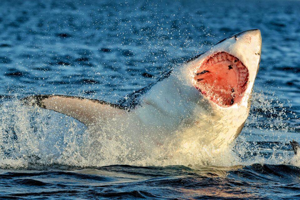 How and when did jaws evolve?