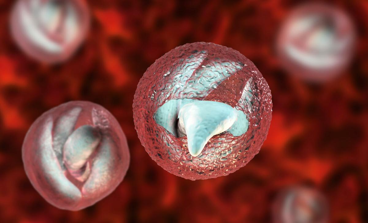 Human parasites are evolving faster as a result of globalization